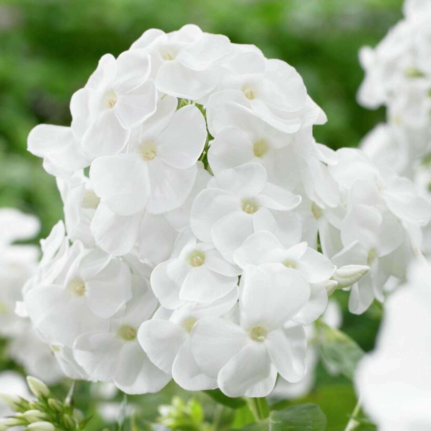 Høstfloks Paniculata 'Rembrandt'